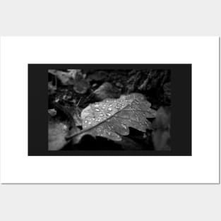 Dew Drops on Autumn Leaves Posters and Art